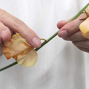 �炫�I������Ԃ͍��{����E�ݎ���Ă����Ǝc��̉Ԃ����������܂�