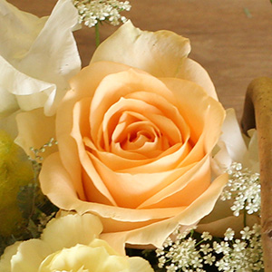 �������̃o���͒W���������̂���F��������i�ł��B