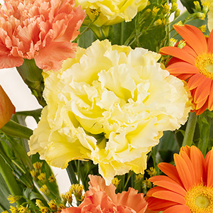 ���d��̃t�������G���K���g�ȃg���R�L�L���E�B