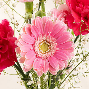 �K�[�x���̑N�₩�ȃs���N���ڂ������܂��B