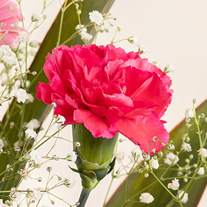 �t���������Ղ�̃J�[�l�[�V�����B