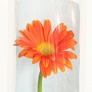 �l�X�ȕi��̂���K�[�x���B���̎��ɂ������߂̕i������͂����܂��B