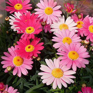 �ԐF���ς��̂ŁA�ꔫ�̒��Ńs���N�̃O���f�[�V�������y���ނ��Ƃ��ł��܂��B