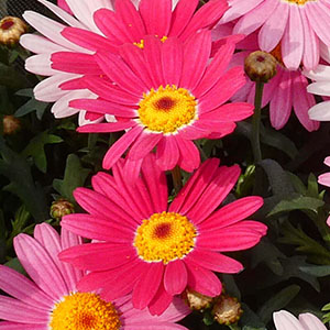 �炫�n�߂͔Z���s���N�ł��B