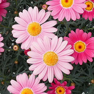 ����ɍ炫�i�ނƉ��炵�����F�ɂȂ�܂��B