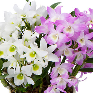 ���ꂼ��̐F�����݂����������č����A�P�F�A���ɂ͂Ȃ��؂₩�Ȉ�ۂł��B