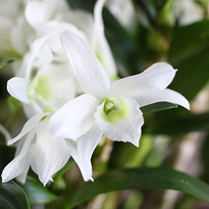 �O���[�����́A�W���O���[�����瓧�����̂���z���C�g�ւƕω����܂��B���^�Ȉ�ۂł��B