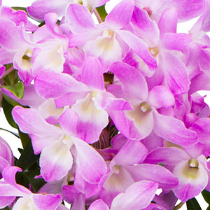 �����́A���S����O���Ɍ����ăz���C�g�`�s���N�̃O���f�[�V�����̉��ȉԂł��B