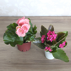 ���ꂼ�ꂪ�����ȃ|�b�g�ɓ����Ă���̂ŁA�ʁX�ɏ����Ċy���ނ��Ƃ��ł��܂��B