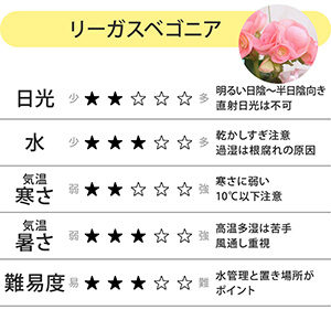 �u�K���ȓ��X�v�̉Ԍ��t�������[�K�X�x�S�j�A�́A�n�܂�̏t�ɂ҂�����ł��B