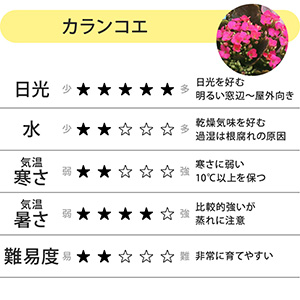 �J�����R�G�̉Ԍ��t�́u�K����������v�u��������̏����Ȏv���o�v�B