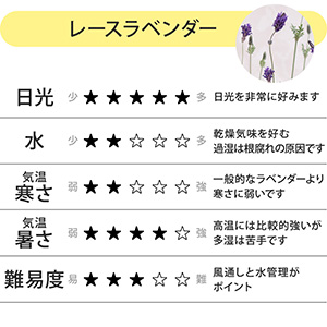 �u�₩�ȍ���̃��[�X���x���_�[