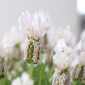 �E�T�M�̎��̂悤��䚗t�������ł��B