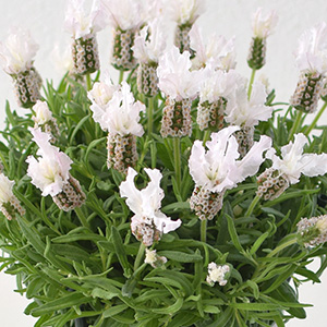 �������̂��锒������₩�Ȉ�ۂ̃t�����`���x���_�[�ł��B