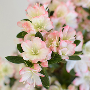 �������̂��锒�Ƀs���N�̉���肪�������A�����d��̂��Ԃł��B