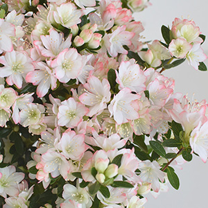 ���S�̂𕢂��悤�ɉ��炵���Ԃ�t���܂��B