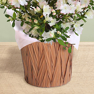 �f�U�C���o�X�P�b�g�ł̂��͂��ɂȂ�܂��B