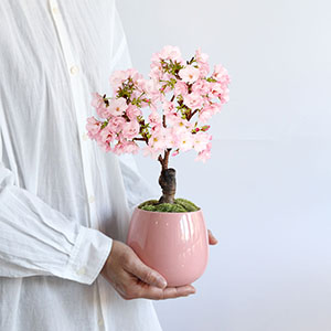 ���F�����炵���s���N�o�[�W�����ł��B