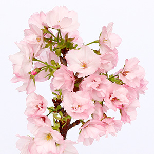 �ق�̂�W�g�F�̔��������ł��B