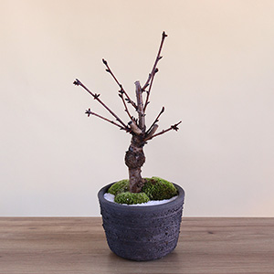 ���͂������ɂ��A�ڂ݂̖c��݋���قȂ�܂��B�J�Ԃ�3�����{�ȍ~�ɂȂ�܂��B