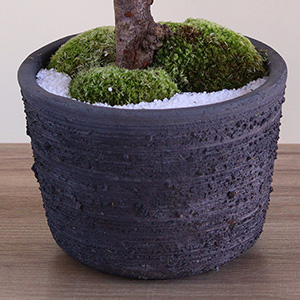 ��̂��钃�F�̑f�Ă����ɐA������ł��͂����܂��B