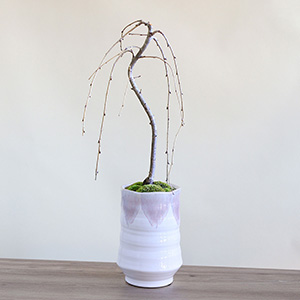 ���͂������ɂ��A�ڂ݂̖c��݋���قȂ�܂��B�J�Ԃ�3�����{�ȍ~�ɂȂ�܂��B