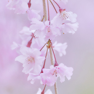 ���Ԃ̃C���[�W�ł��B