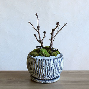 ���͂������ɂ��A�ڂ݂̖c��݋���قȂ�܂��B�J�Ԃ�3�����{�ȍ~�ɂȂ�܂��B