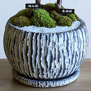 ���݊��̂���[�u���͗l�̔��ɐA������ł��͂����܂��B