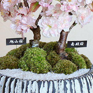 2�i��̊񂹐A���̂��߁A�؂̑����Ƃɂ͂��ꂼ��̕i�햼�̎D�����Ă��͂��������܂��B