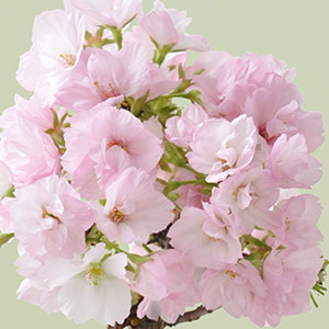 ���Ȉ�ۂ̈��R���ł��B