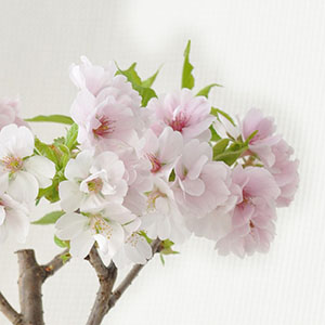 ���s�䏊�̓��ɐA�����Ă������ƂɗR�����A�Â�����i���̍����ꏊ�ň�����Ă������j�������܂��B