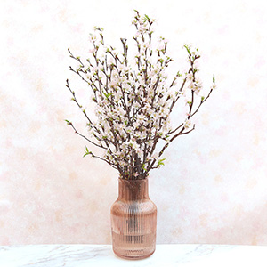 ���͂����̂ڂ݂̏�Ԃł��B���X�̕ω����y���݂ɂȂ�܂��B