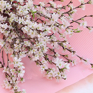 ���͂���́A�\���؂�����Đ��g�������Ă��������B