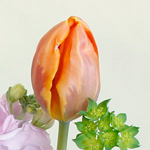 �I�����W�̃`���[���b�v�́A�Ԃт�ɒ��F���͗l�̂悤�Ȃ��̂�����ꍇ������܂��B�i������ɂ����̂ŁA�͂�╅�s�ł͂���܂���B