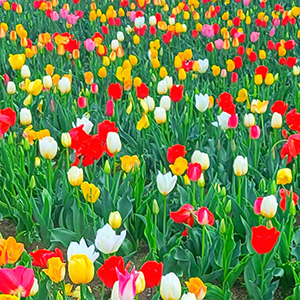 �ǂ�ȃ`���[���b�v���͂����͔����J����܂ł̂��y����!