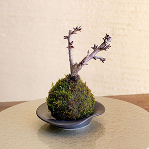 ���͂������ɂ��A�ڂ݂̖c��݋���قȂ�܂��B�J�Ԃ�3�����{�ȍ~�ɂȂ�܂��B