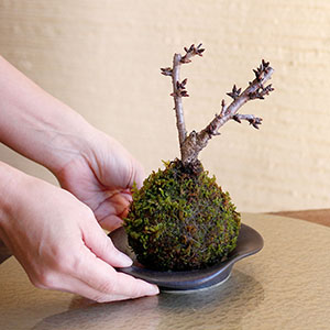 ��̂Ђ�T�C�Y�Ȃ̂ŁA����ꏊ��I�΂��y����ł��������܂��B