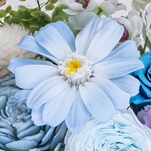 �u�K���v�̉Ԍ��t�����W�j�A�́A�S�̂��������M�t�g�ɂ҂�����̂��Ԃł��B