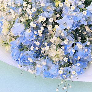 �W�����񂾑��̃f���t�B�j�E���ƁA���ȃJ�X�~�\�E�𑩂˂܂����B