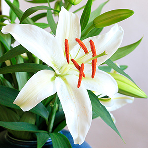 �S���̉ԕ��͈ߕ���Ƌ�ɕt������Ɨ����ɂ�������������܂��B����舵���̍ۂ͂����ӂ��������B