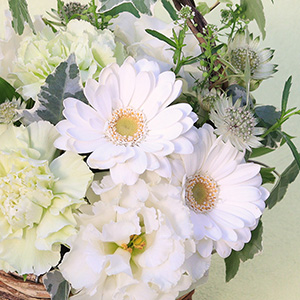 �����K�[�x�����ς��Ɩڂ��䂫�A�A�����W�S�̂ɖ��邳�ƈ��炵����Y���Ă��܂��B