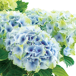 �炫�n�߂̑u�₩�ȃt���b�V���O���[������A����Ƀ��C���ƃu���[�̔������o�C�J���[�ւƈڂ�ς��܂��B