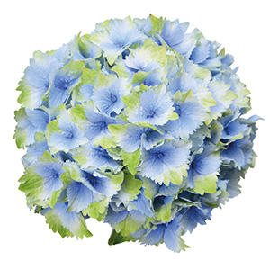 ���J��Ԃł��B�Ԕ��c�̐�[�ɃO���[�����c�肨�����Ȉ�ۂł��B