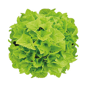 �炫�n�߂͔Z���΂ł��B