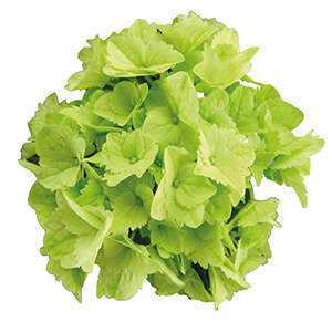 ����ɖ��邢�O���[���ւƕω����Ă����܂��B