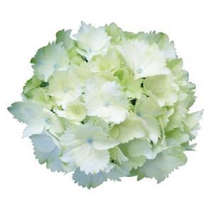 ����ɍ炫�i�ނƔ����ۂ��Ȃ�܂��B