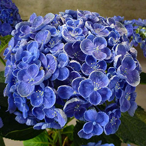 ���{�炵���@�ׂȔ������̂���A�W�T�C�ł��B