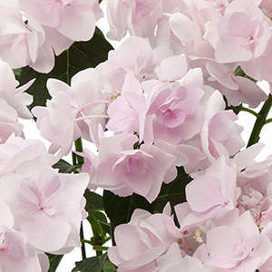 ���d�炫�Ȃ̂�1��1�ւ����؂ŃC���p�N�g������܂��B