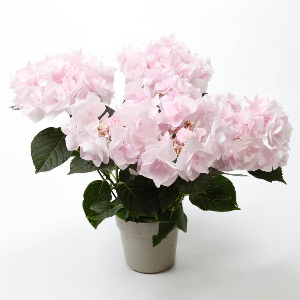 �W���y�₩�ȐF�����łӂ���Ƃ�����ۂł��B